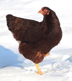 A Buckeye hen in the snow