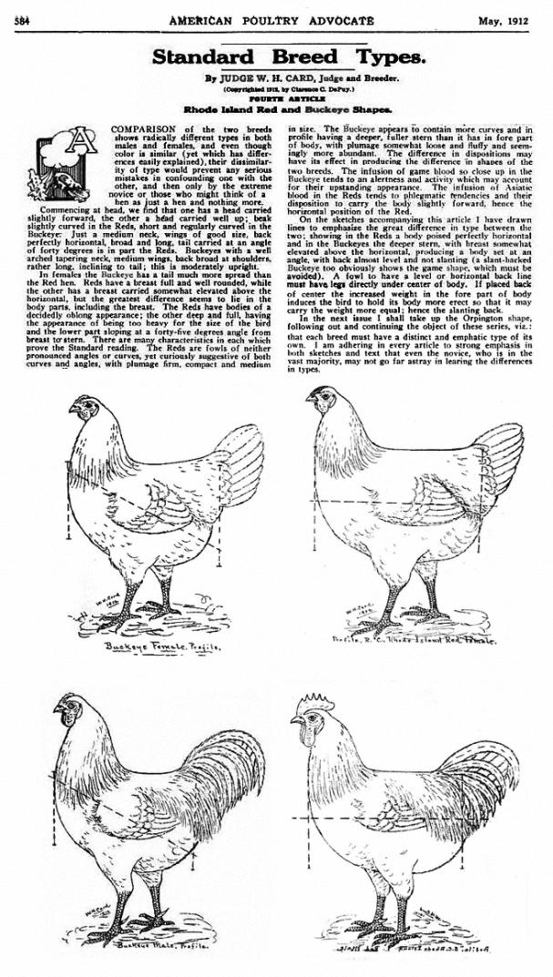 Buckeye roosters and hens versus Rhode Island Reds.