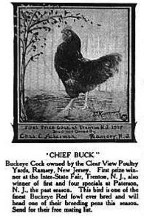 Chief Buck, a show winning Buckeye chicken