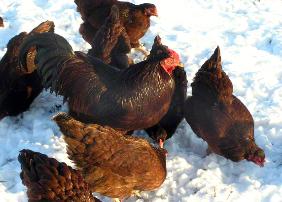 A flock of Buckeye chickens in the snow