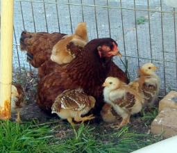 A Buckeye hen with her baby chicks