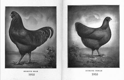 1910 Buckeye rooster and hen
