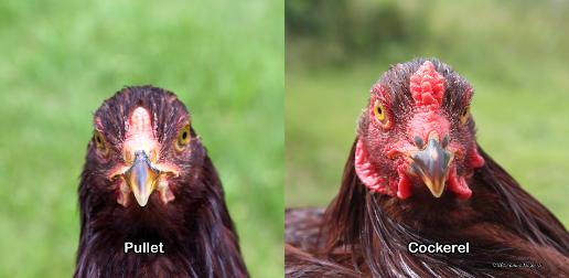 Young Buckeye chickens front view of heads