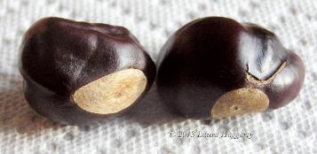 Nuts from a Buckeye tree