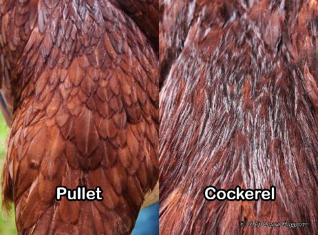Buckeye pullet versus cockerel saddle feathers